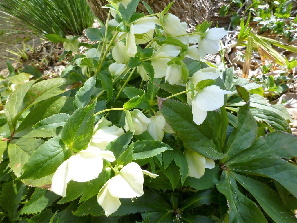 Pension Flora Татеяма Екстериор снимка